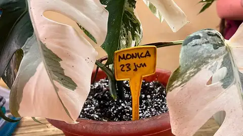 Imagen de una de las plantas Imagen de una de las plantas