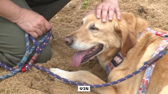 Perros drogados por comer heces humanas de consumidores de cannabis en Somo