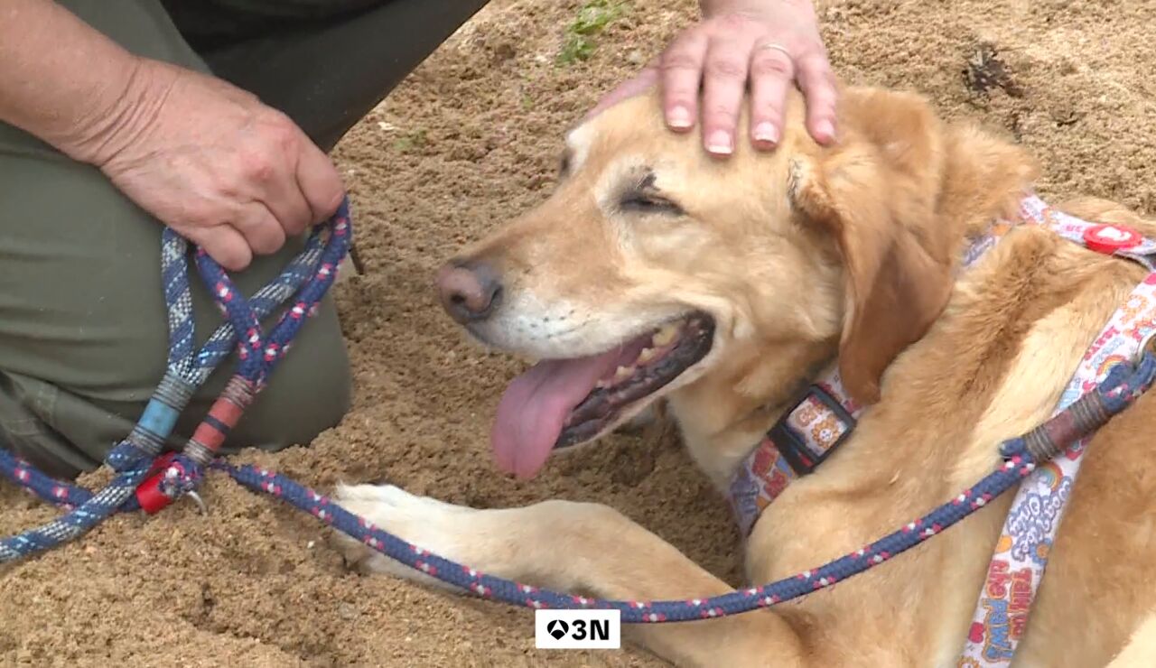 Perros drogados por comer heces humanas de consumidores de cannabis en Somo