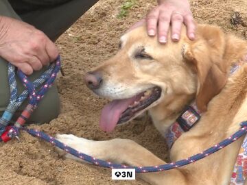 Perros drogados por comer heces humanas de consumidores de cannabis en Somo