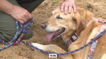 Perros drogados por comer heces humanas de consumidores de cannabis en Somo