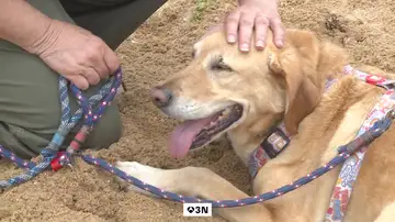 Perros drogados por comer heces humanas de consumidores de cannabis en Somo Perros drogados por comer heces humanas de consumidores de cannabis en Somo