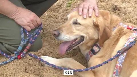 Perros drogados por comer heces humanas de consumidores de cannabis en Somo Perros drogados por comer heces humanas de consumidores de cannabis en Somo