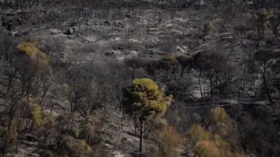 Imagen de la zona calcinada por las llamas Imagen de la zona calcinada por las llamas