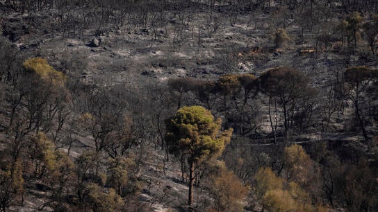 Imagen de la zona calcinada por las llamas