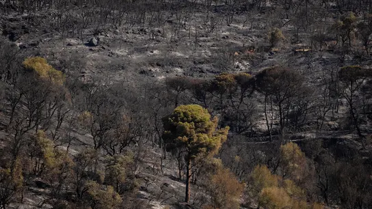 Imagen de la zona calcinada por las llamas Imagen de la zona calcinada por las llamas