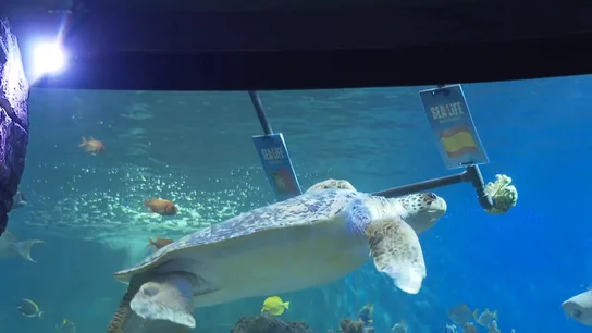 La tortuga Yellow pronostica el ganador del Portugal - España La tortuga Yellow pronostica el ganador del Portugal - España