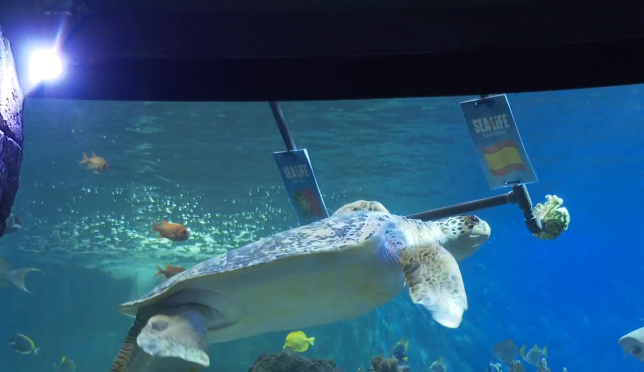 La tortuga Yellow pronostica el ganador del Portugal - Espa&ntilde;a