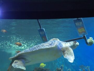 La tortuga Yellow pronostica el ganador del Portugal - Espa&ntilde;a