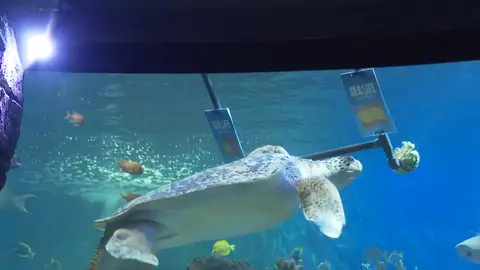 La tortuga Yellow pronostica el ganador del Portugal - España La tortuga Yellow pronostica el ganador del Portugal - España
