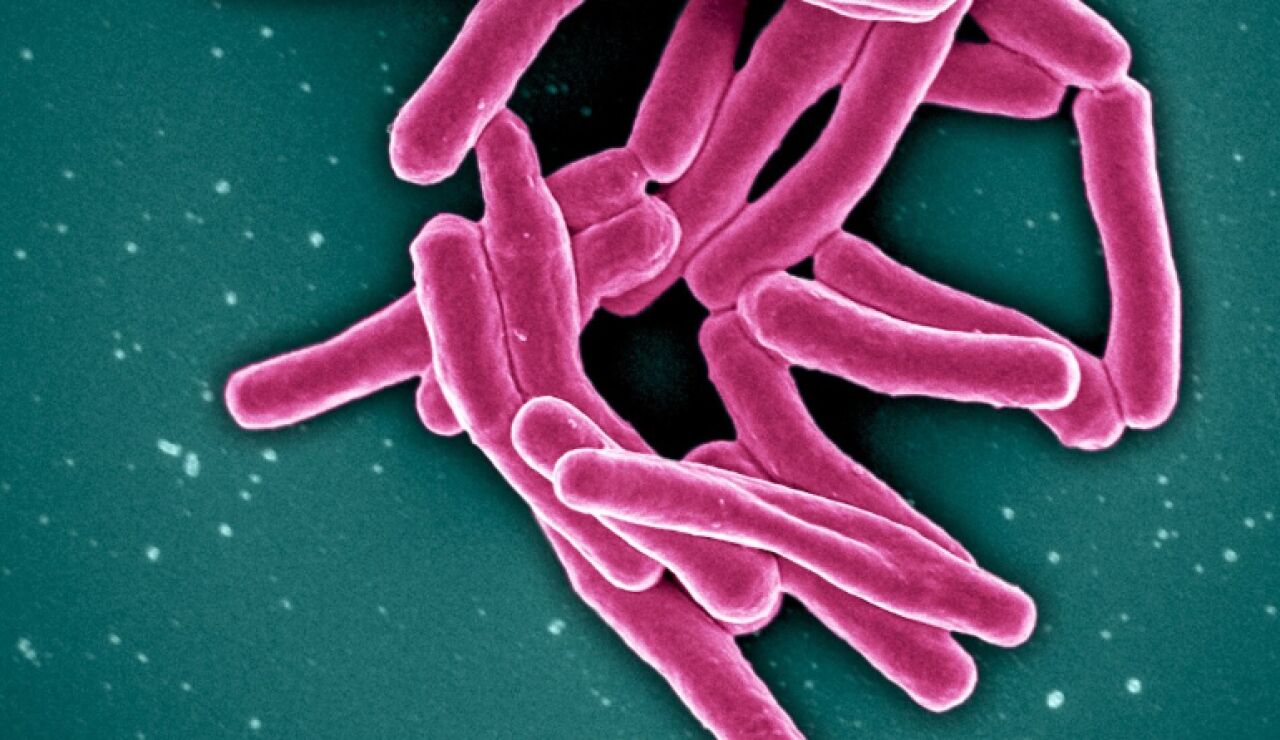 Bacteria de la tuberculosis
