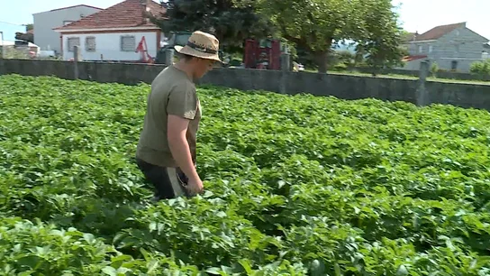 Abel Sotelo, agricultor de 22 años: “Empezar de cero hoy en el campo es muy difícil” Abel Sotelo, agricultor de 22 años: “Empezar de cero hoy en el campo es muy difícil”