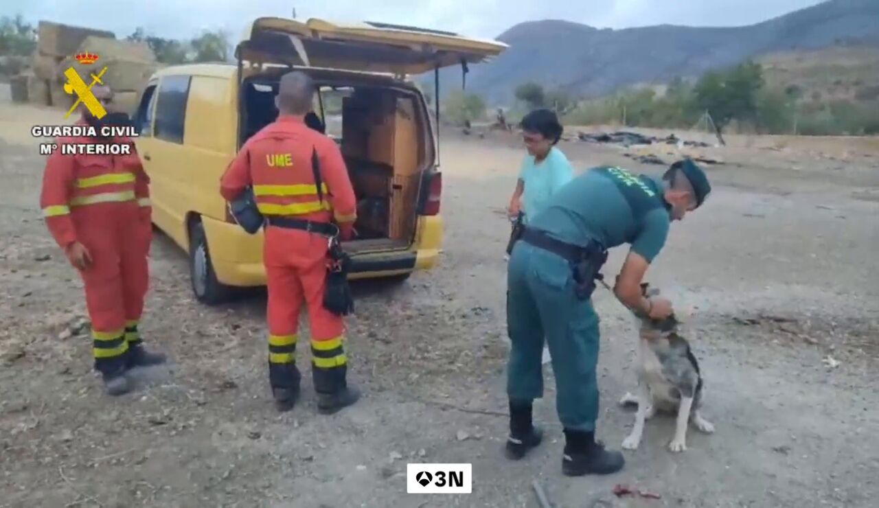 La protectora de animales 'furia' rescata a un perro herido de los incendios de Almer&iacute;a