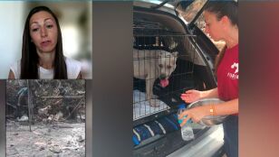 Rescate perros incendio