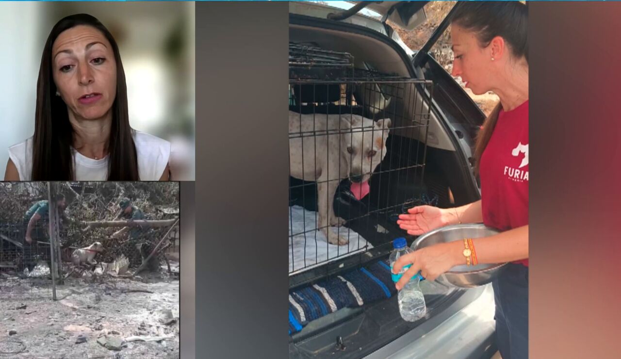 Rescate perros incendio
