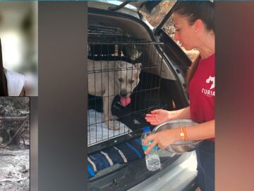 Rescate perros incendio
