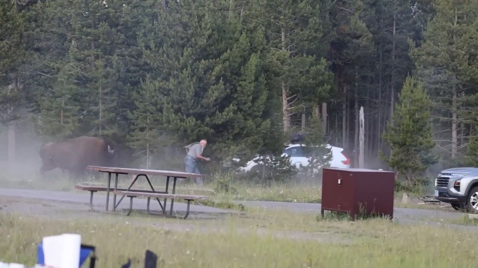 El impactante ataque de un bisonte a un hombre en Yellowstone: lo lanza a casi tres metros de altura