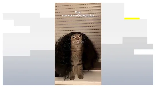 El gato fan de Cucurella El gato fan de Cucurella