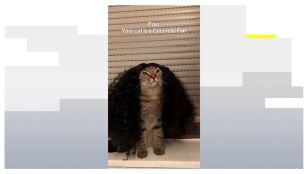 El gato fan de Cucurella