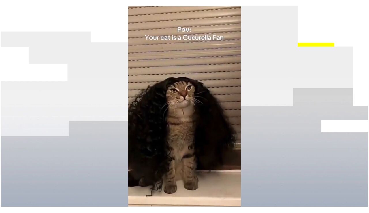 El gato fan de Cucurella