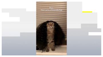 El gato fan de Cucurella