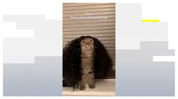 El gato fan de Cucurella El gato fan de Cucurella