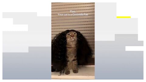 El gato fan de Cucurella
