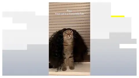 El gato fan de Cucurella El gato fan de Cucurella