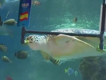 La tortuga Yellow predice el campe&oacute;n de la final del Mundial 2026: &iquest;Qui&eacute;n ganar&aacute;, Espa&ntilde;a o Argentina?