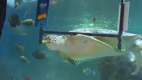 La tortuga Yellow predice el campeón de la final del Mundial 2026: ¿Quién ganará, España o Argentina? La tortuga Yellow predice el campeón de la final del Mundial 2026: ¿Quién ganará, España o Argentina?