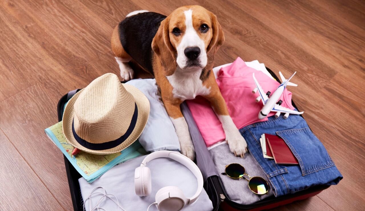 Renfe permitir&aacute; viajar con perros de hasta 40 kilos en todos sus trenes