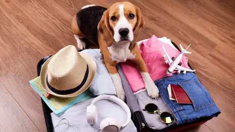Renfe permitirá viajar con perros de hasta 40 kilos en todos sus trenes Renfe permitirá viajar con perros de hasta 40 kilos en todos sus trenes