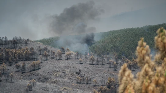 Extensión forestal quemada por el incendio, a 18 de julio de 2026, en La Mierla, Guadalajara, Castilla-La Mancha (España) Extensión forestal quemada por el incendio, a 18 de julio de 2026, en La Mierla, Guadalajara, Castilla-La Mancha (España)
