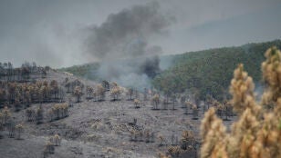 Extensi&oacute;n forestal quemada por el incendio, a 18 de julio de 2026, en La Mierla, Guadalajara, Castilla-La Mancha (Espa&ntilde;a)