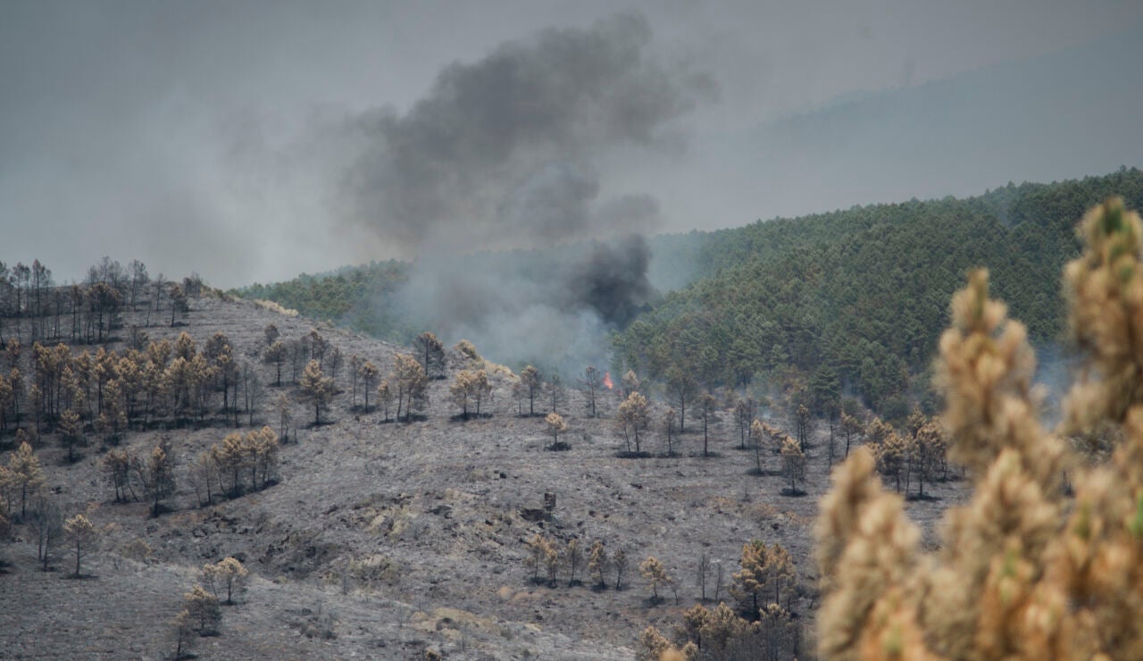 Extensi&oacute;n forestal quemada por el incendio, a 18 de julio de 2026, en La Mierla, Guadalajara, Castilla-La Mancha (Espa&ntilde;a)