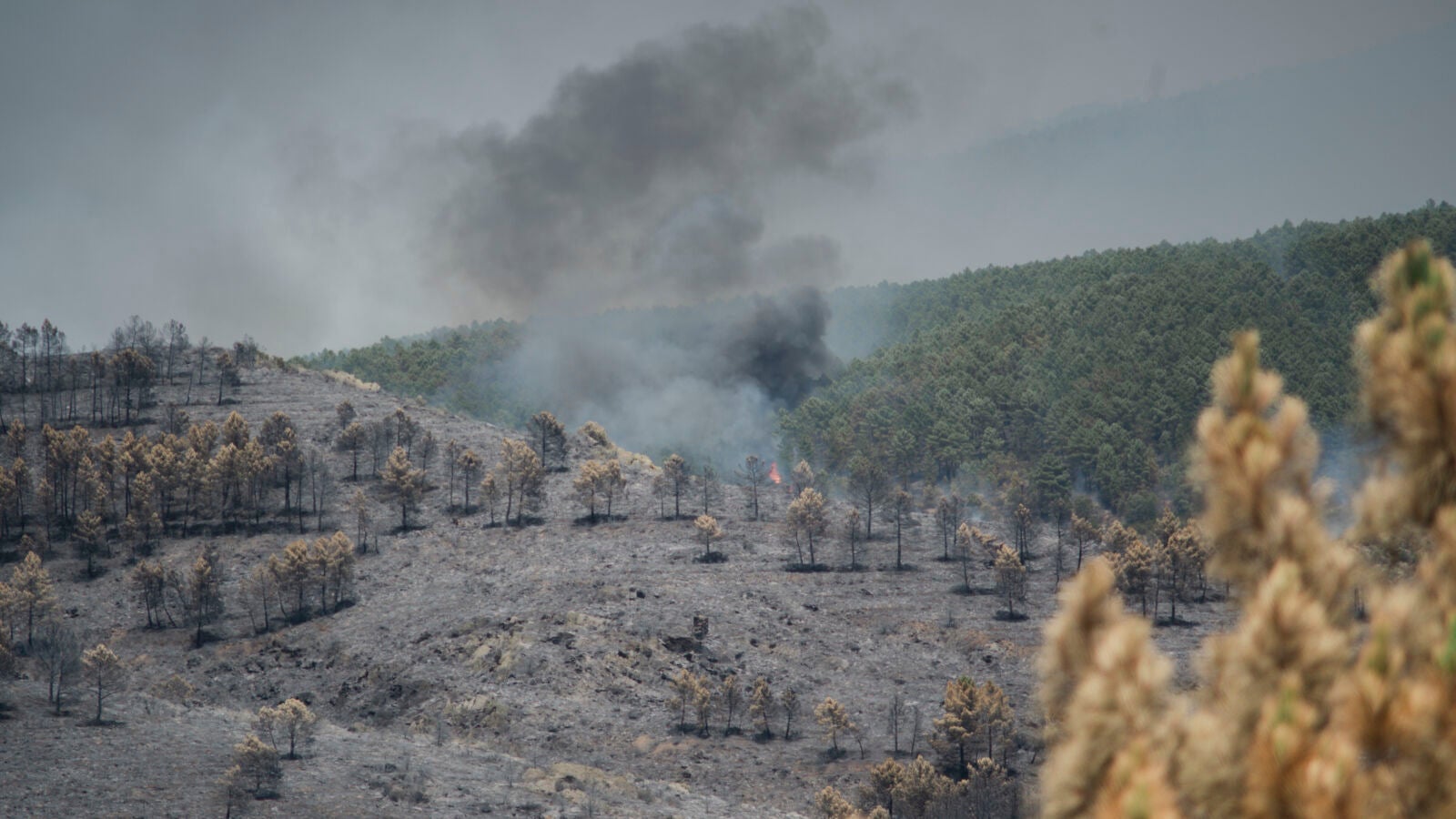 El incendio de Guadalajara amenaza Soria y obliga a Castilla y León a declarar el nivel 2 en Retortillo