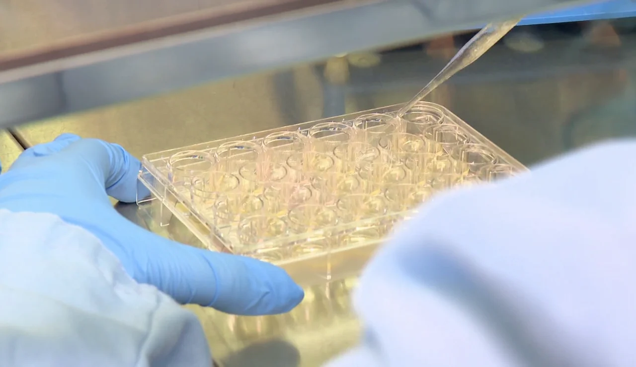Ensayos en un laboratorio