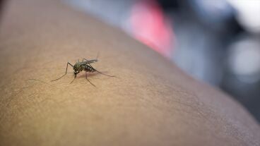 Dos nuevos positivos del virus del Nilo Occidental en La Puebla del R&iacute;o (Sevilla) 
