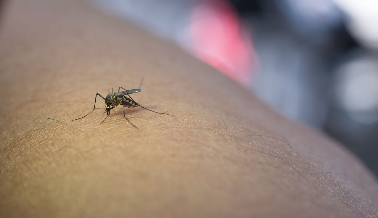 Dos nuevos positivos del virus del Nilo Occidental en La Puebla del R&iacute;o (Sevilla) 