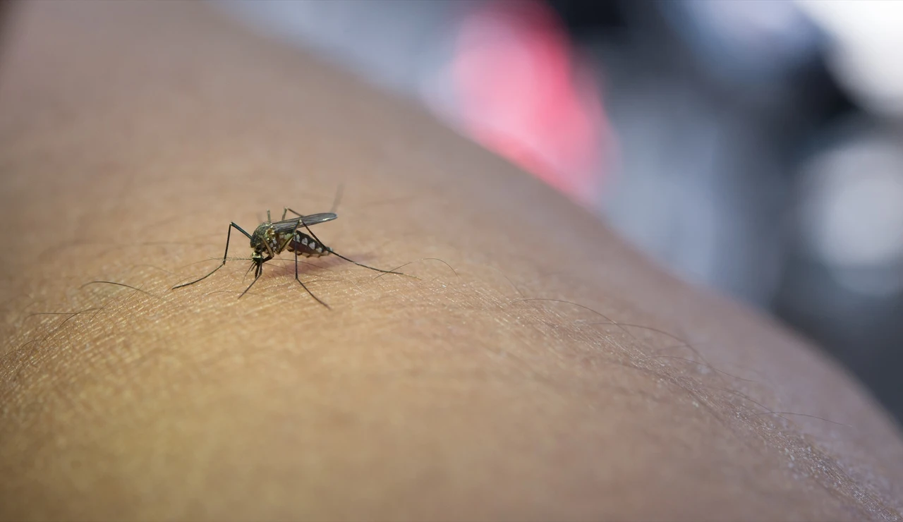 Dos nuevos positivos del virus del Nilo Occidental en La Puebla del Río (Sevilla)