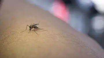 Dos nuevos positivos del virus del Nilo Occidental en La Puebla del Río (Sevilla) Dos nuevos positivos del virus del Nilo Occidental en La Puebla del Río (Sevilla)
