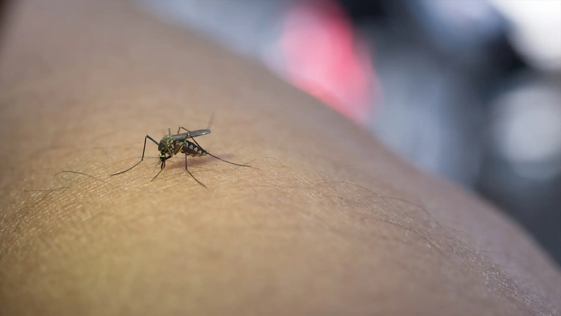 Dos nuevos positivos del virus del Nilo Occidental en La Puebla del Río (Sevilla) Dos nuevos positivos del virus del Nilo Occidental en La Puebla del Río (Sevilla)