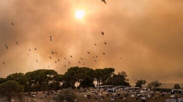 Ayuso: Madrid enfrenta el "peor incendio de su historia", la prioridad es salvar vidas y contin&uacute;an nuevos desalojos