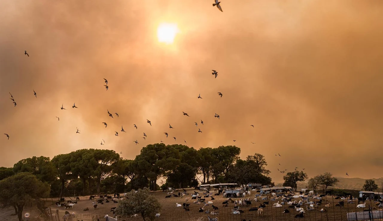 Ayuso: Madrid enfrenta el "peor incendio de su historia", la prioridad es salvar vidas y continúan nuevos desalojos