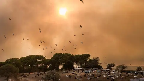 Ayuso: Madrid enfrenta el "peor incendio de su historia", la prioridad es salvar vidas y continúan nuevos desalojos Ayuso: Madrid enfrenta el "peor incendio de su historia", la prioridad es salvar vidas y continúan nuevos desalojos