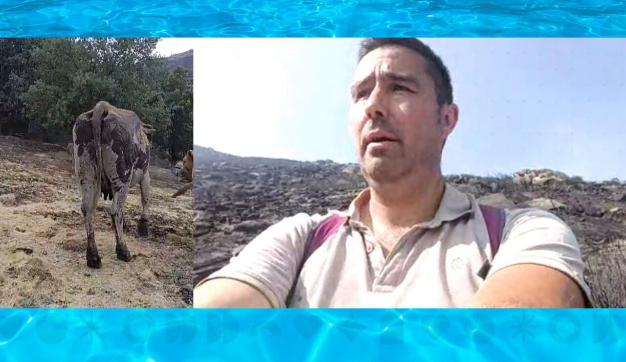 El infierno que vive un ganadero, en busca de sus vacas perdidas