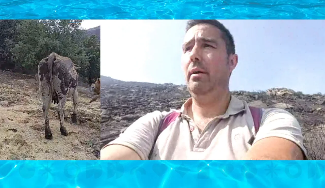 El infierno que vive un ganadero, en busca de sus vacas perdidas