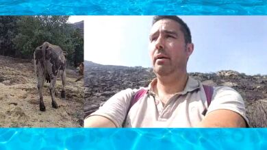 Vacas quemadas o desaparecidas, un ganadero busca sus reses desesperado: 