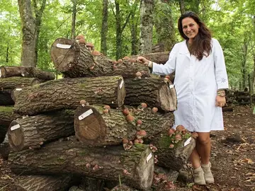 La micología impulsa bosques más fuertes La micología impulsa bosques más fuertes