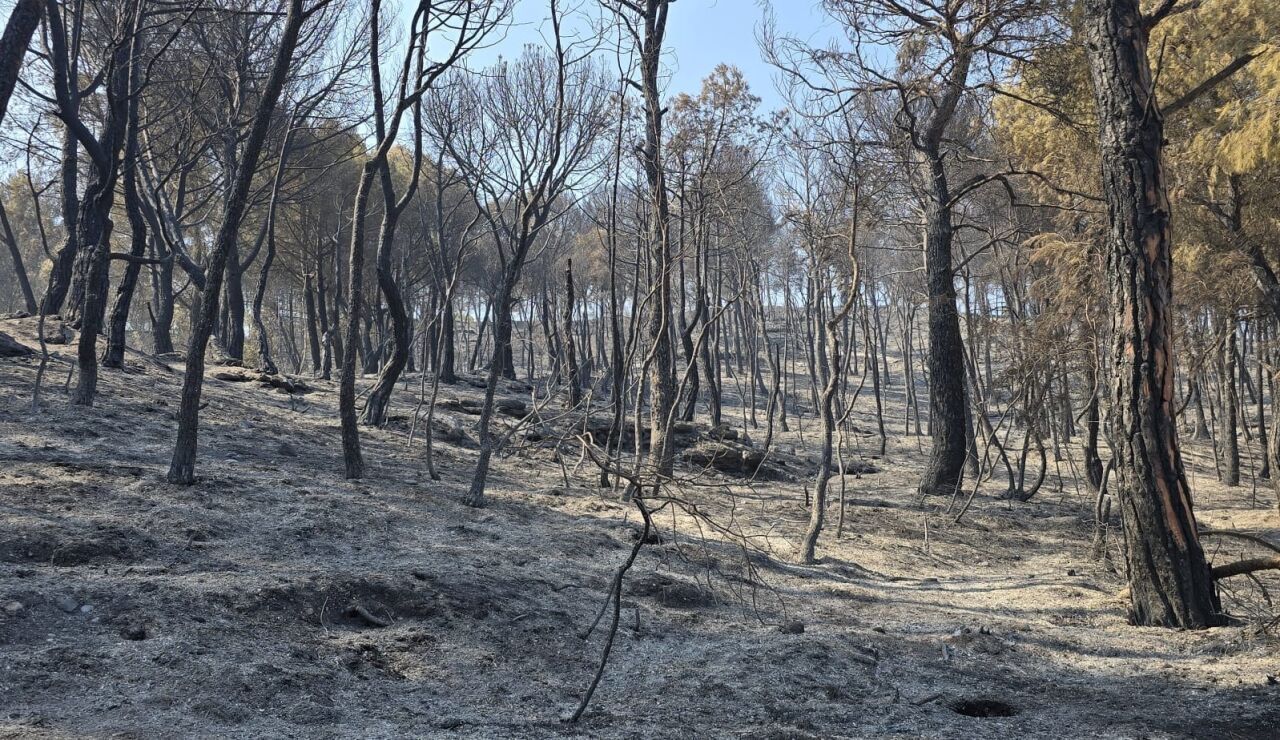 Imagen de un bosque calcinado